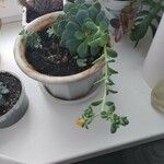 Sedum spathulifolium Çiçek
