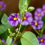 Lycianthes rantonnetii Likasa
