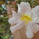 Tabebuia pallida फूल
