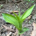 Epipactis helleborine Ліст