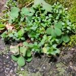 Oxalis exilis برگ