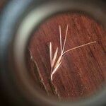 Aristida adscensionis Fruit