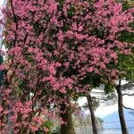 Prunus campanulata عادت داشتن