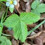 Fragaria vesca Frunză