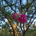 Chilopsis linearis Flower