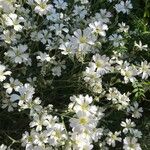 Cerastium tomentosum Λουλούδι