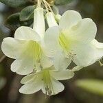 Rhododendron flavoviride