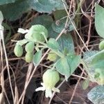 Silene baccifera Flor