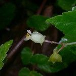 Begonia semiovata autre