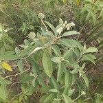 Solanum erianthum Kwiat