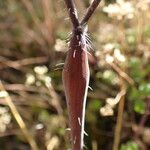 Chaerophyllum nodosum Rhisgl