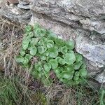 Umbilicus horizontalis Leaf