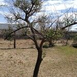 Erythrina crista-galli 樹皮
