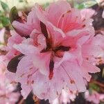 Rhododendron pubescens Flor
