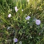 Lomelosia graminifolia Fula