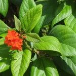 Cordia sebestena Leaf