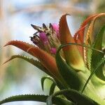 Aechmea recurvata Flor