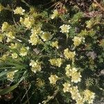 Saxifraga muscoides Fula