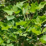 Erythrina caffra Leaf