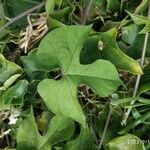 Ipomoea cordatotriloba Blad