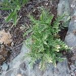 Polemonium pulcherrimum Ліст