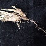Carex esenbeckii Habit