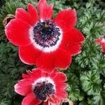 Anemone coronaria Kvet