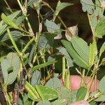 Calopogonium mucunoides Fruit