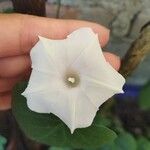 Ipomoea alba花