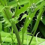 Crepis biennis Bark