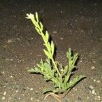 Notoceras bicorne Leaf