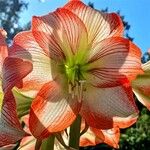 Hippeastrum vittatum Flower