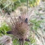 Pulsatilla montana Bloem