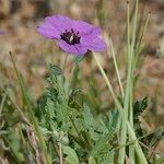 Erodium guttatum Habitus