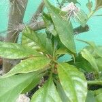 Pereskia bleo Folla