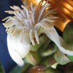 Clusia palmana 花