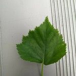 Betula populifolia Leaf