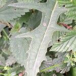 Cirsium rivulare Likasa