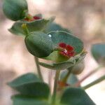 Euphorbia minuta Blüte