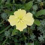 Oenothera triloba Λουλούδι