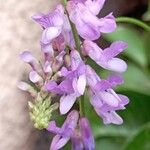 Vicia craccaFlower