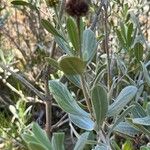 Borrichia frutescens Leaf