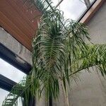 Dypsis madagascariensis List