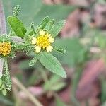 Sigesbeckia orientalis Flower