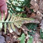 Polypodium vulgare Лист