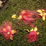 Caryocar glabrum फूल