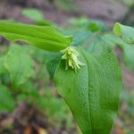 Prosartes hookeri Folha