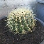 Echinocactus grusonii Ліст