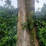 Colubrina arborescens Bark