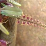 Bulbophyllum resupinatum Fruto